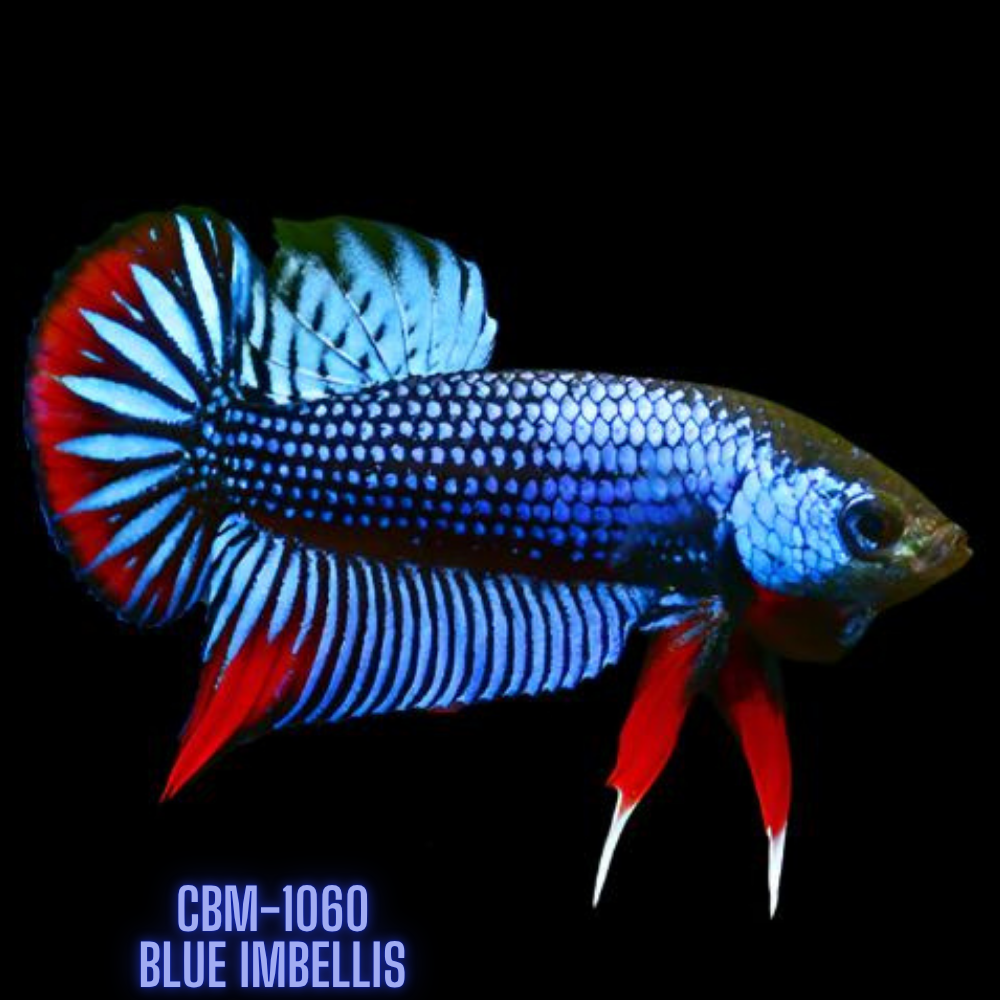 Blue Imbellis Red Tail Male Wild Betta Our Choice (CBM-1060)