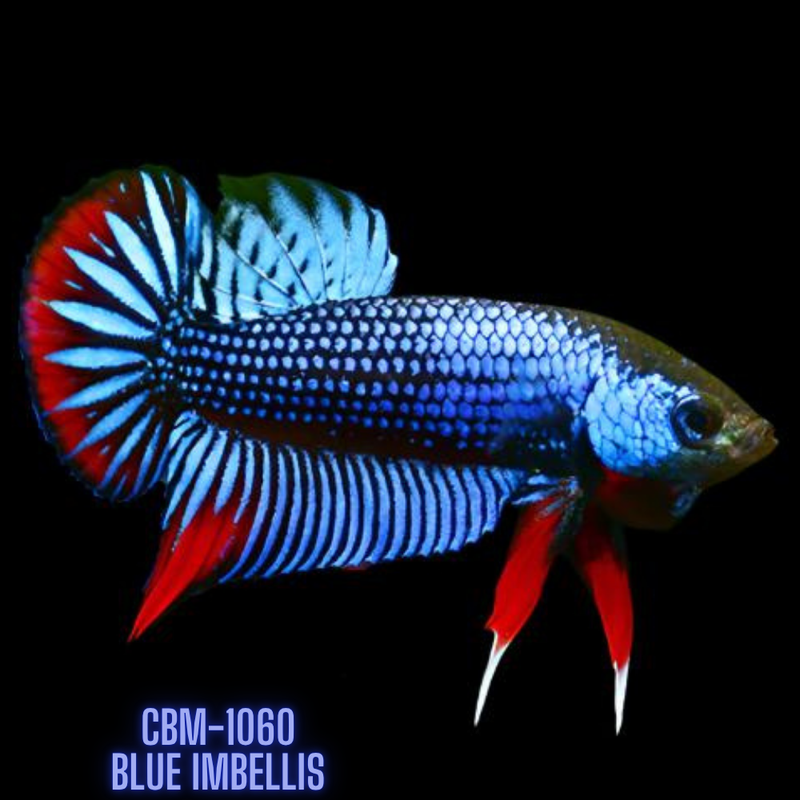 Blue Imbellis Red Tail Male Wild Betta (CBM-1060) BUY 4 GET 1 FREE MIX & MATCH