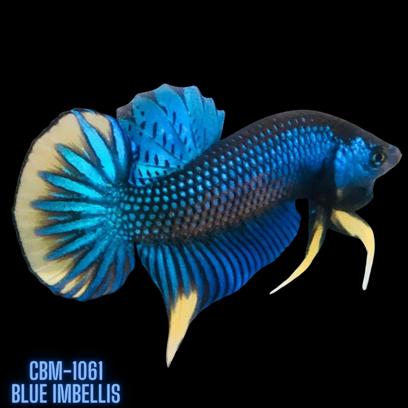 Blue Imbellis Yellow Tail Male Wild Betta (CBM-1061) BUY 4 GET 1 FREE MIX & MATCH
