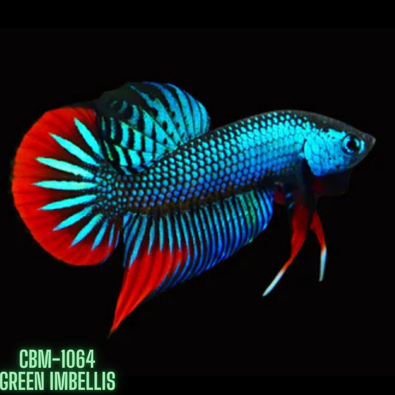 Green Imbellis Red Tail Male Wild Betta (CBM-1064)Our Choice BUY 4 GET 1 FREE MIX & MATCH