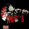 Premium Plakat Male Betta Black Stardust Our Choice (CBM-1067)