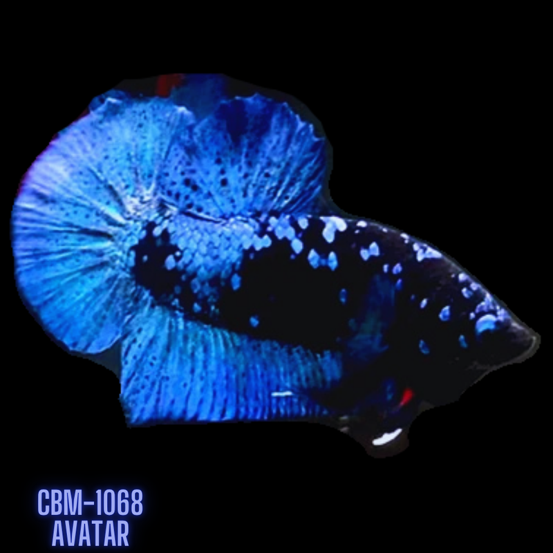 Premium Plakat Male Betta Avatar (CBM-1068) BUY 4 GET 1 FREE! MIX & MATCH