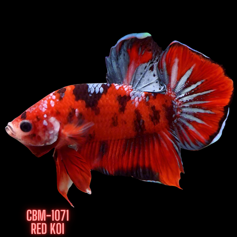 Premium Red Koi Male Betta Plakat (CBM-1071) BUY 4 GET 1 FREE! MIX & MATCH