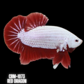 Red Dragon Male Plakat Betta Fish Our Choice (CBM-1073)