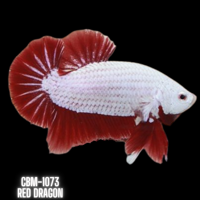 Red Dragon Male Plakat Betta Fish (CBM-1073) BUY 4 GET 1 FREE! MIX & MATCH