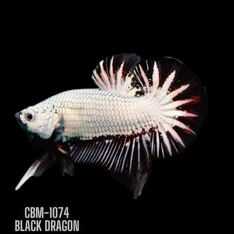 Black Dragon Male Plakat betta fish (CBM-1074) BUY 4 GET 1 FREE! MIX & MATCH