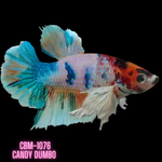 Candy Color Dumbo Plakat Male Betta Our Choice (CBM-1076)