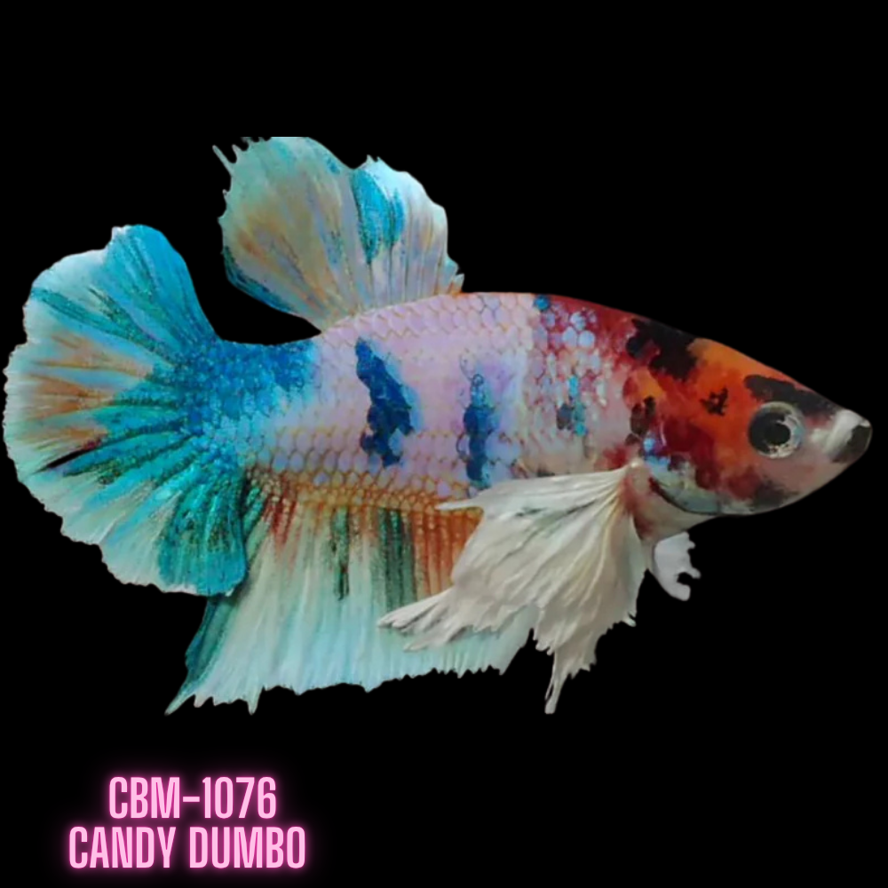 Candy Color Dumbo Plakat Male Betta Our Choice (CBM-1076)