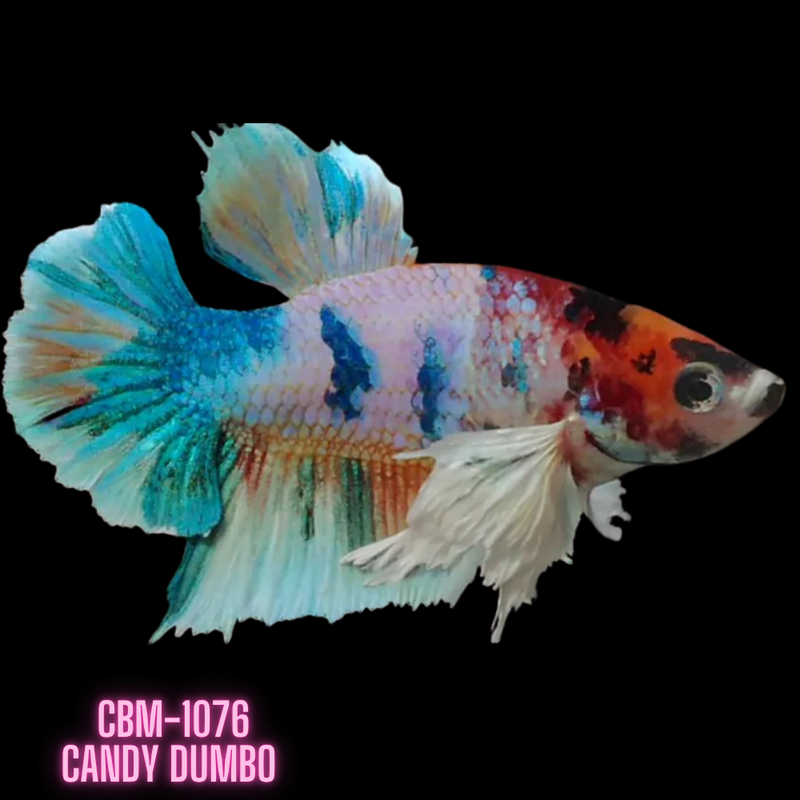 Candy Color Dumbo Plakat Male Betta (CBM-1076) BUY 4 GET 1 FREE! MIX & MATCH