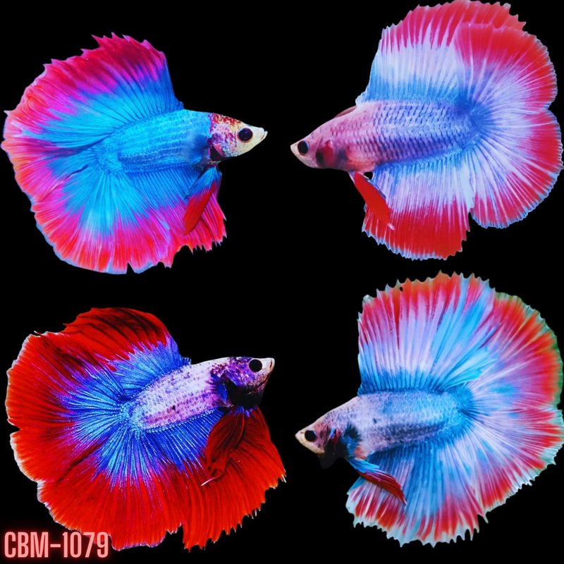 Muscot & Flag Pattern Double Tail Halfmoon Male Betta(CBM-1079) Our Choice BUY 4 GET 1 FREE MIX & MATCH