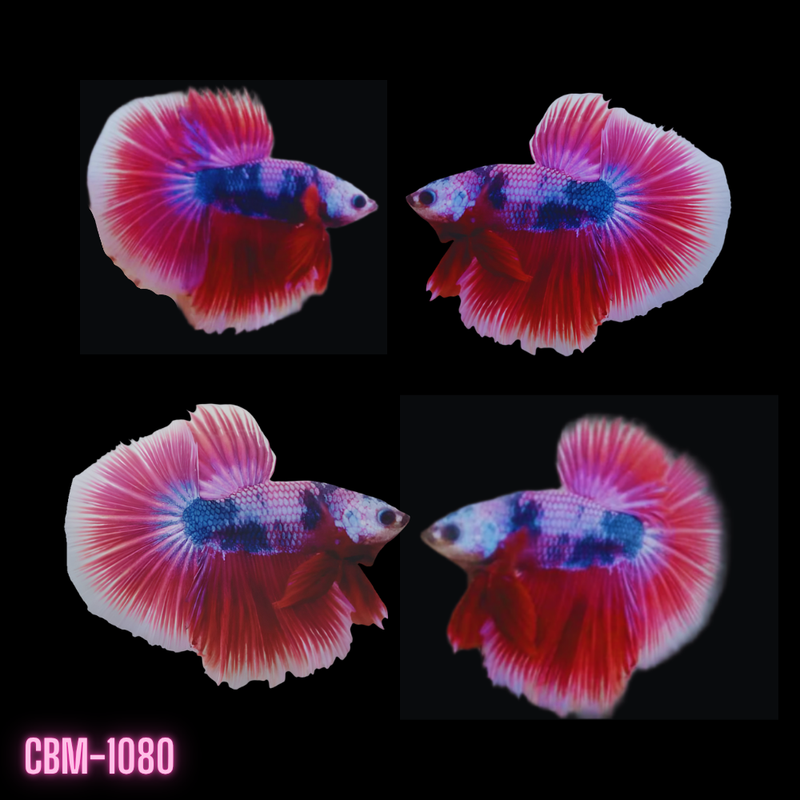 Male Betta Fish - MARBLE PINK TONE HALFMOON (CBM-1080) Our Choice BUY 4 GET 1 FREE MIX & MATCH