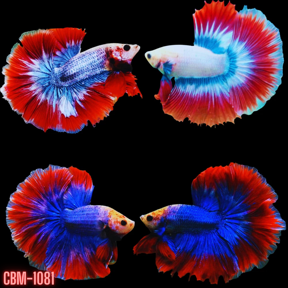 MUSCOT & FLAG PATTERN COLOR HALFMOON Male Betta Our Choice (CBM-1081)