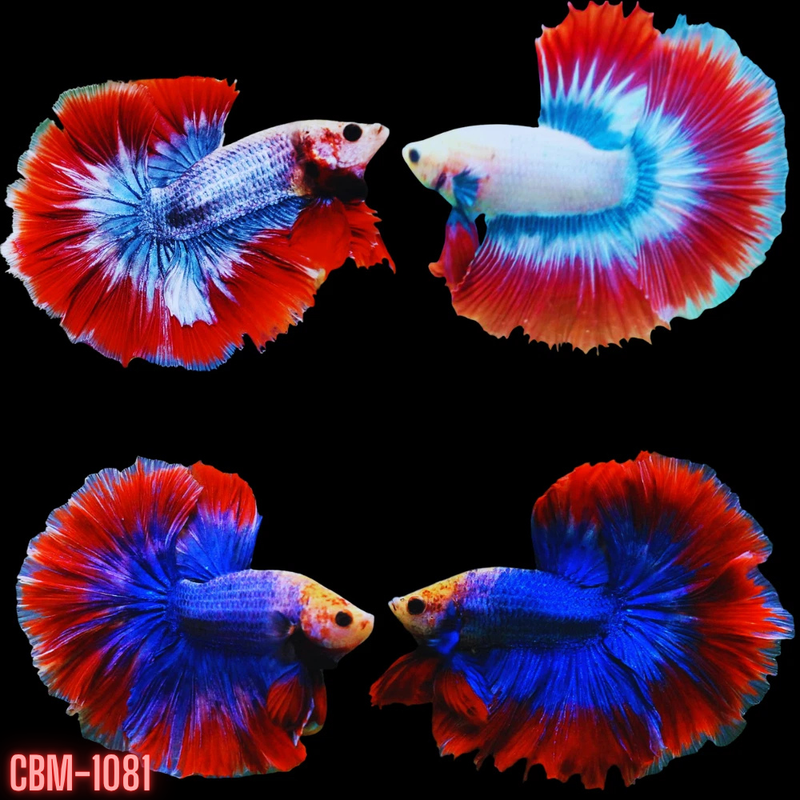 MUSCOT & FLAG PATTERN COLOR HALFMOON Male Betta (CBM-1081) Our Choice BUY 4 GET 1 FREE MIX & MATCH