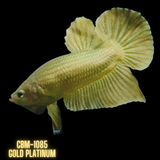 GOLD PLATINUM PLAKAT MALE BETTA Our Choice (CBM-1085)