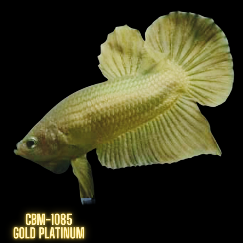 GOLD PLATINUM PLAKAT MALE BETTA (CBM-1085) BUY 4 GET 1 FREE MIX & MATCH