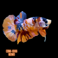 NEMO GALAXY/KOI GALAXY/KOI METALLIC PLAKAT MALE BETTA Our Choice (CBM-1086)