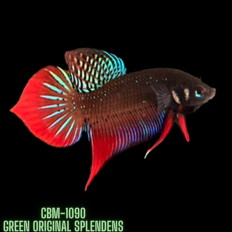 GREEN-RED ORIGINAL SPLENDENS Male Wild Betta (CBM-1090) BUY 4 GET 1 FREE MIX & MATCH