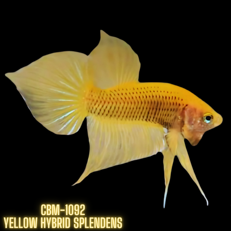 YELLOW HYBRID SPLENDENS Male Wild Betta (CBM-1092) BUY 4 GET 1 FREE MIX & MATCH