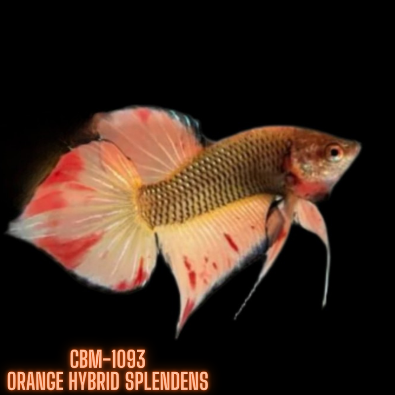 ORANGE HYBRID SPLENDENS Male Wild Betta (CBM-1093) BUY 4 GET 1 FREE MIX & MATCH