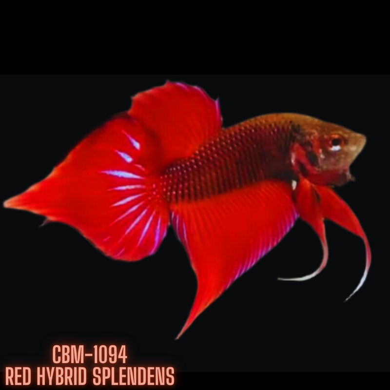 RED HYBRID SPLENDENS Male Wild Betta (CBM-1094) BUY 4 GET 1 FREE MIX & MATCH