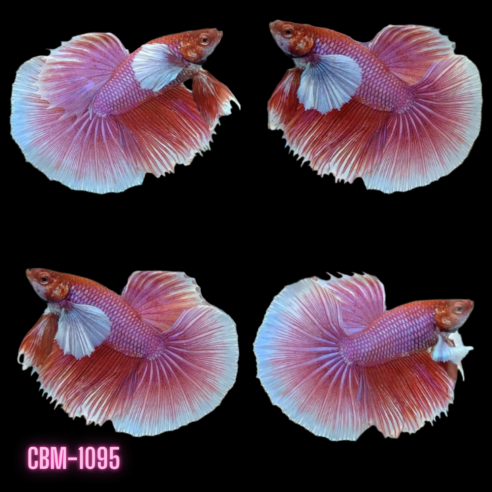 Male Betta Fish - Lavender Dumbo Ear Halfmoon Our Choice (CBM-1095)