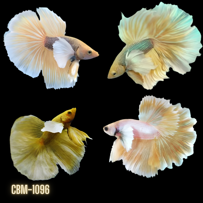 Male Betta Pineapple Dumbo Halfmoon Light Tone (CBM-1096) Our Choice BUY 4 GET 1 FREE MIX & MATCH