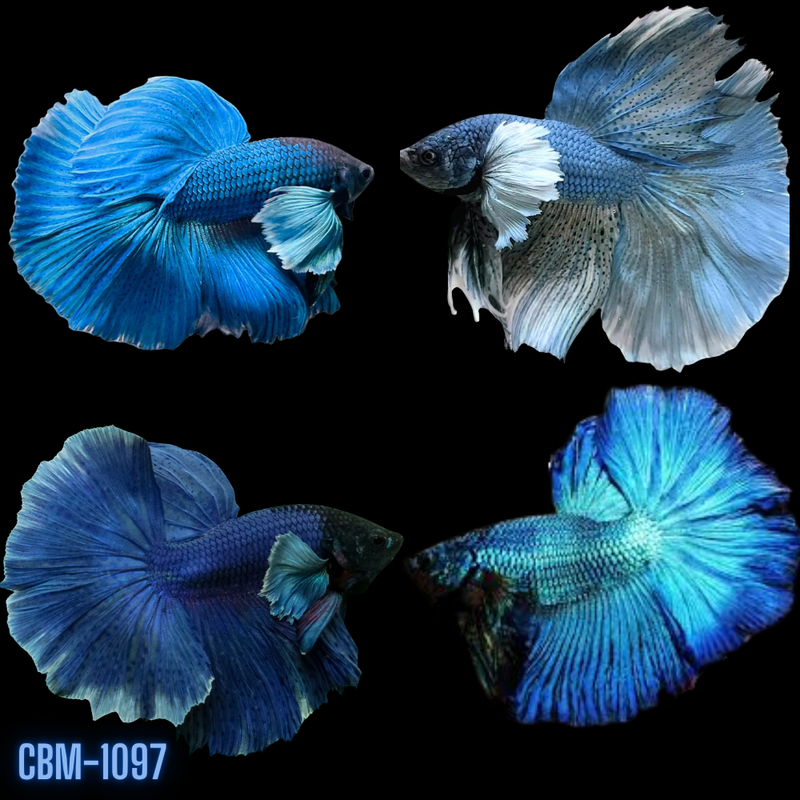 Royal Blue Halfmoon Rosetail Male Betta (CBM-1097) Our Choice BUY 4 GET 1 FREE MIX & MATCH