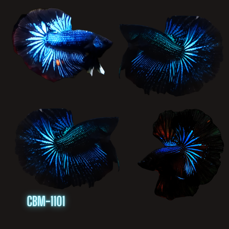 Male Betta Black Light Halfmoon (CBM-1101) Our Choice BUY 4 GET 1 FREE MIX & MATCH