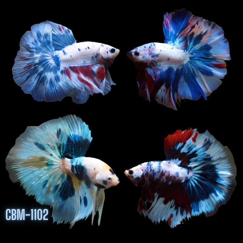 Betta fish Tank