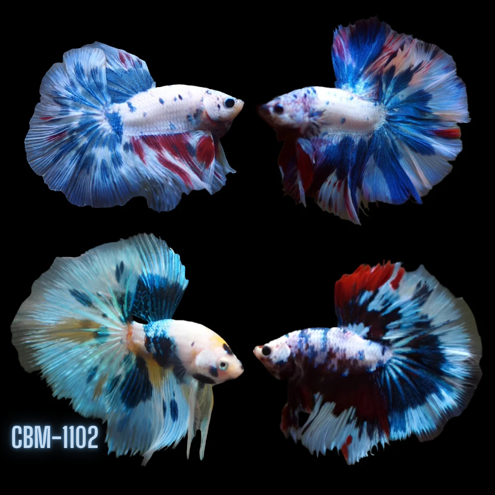Bi-Color Marble Over Halfmoon Rosetail Male Betta Our Choice (CBM-1102)