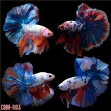 Male Betta Tri-Color Marble Over Halfmoon Our Choice (CBM-1103)