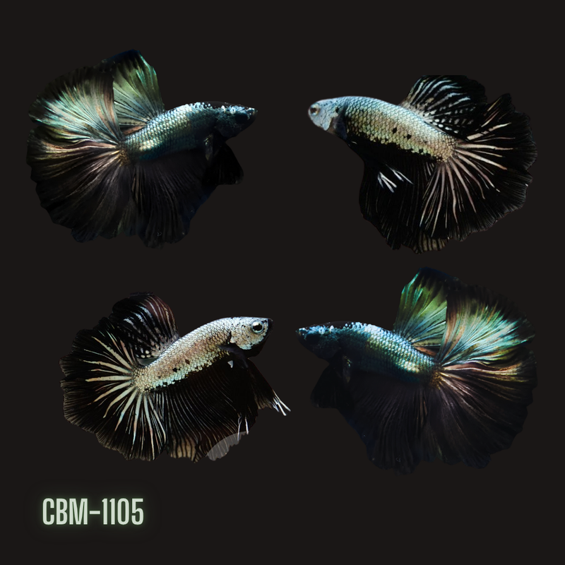 Male Betta Black Dragon Mohawk Halfmoon (CBM-1105) Our Choice BUY 4 GET 1 FREE MIX & MATCH
