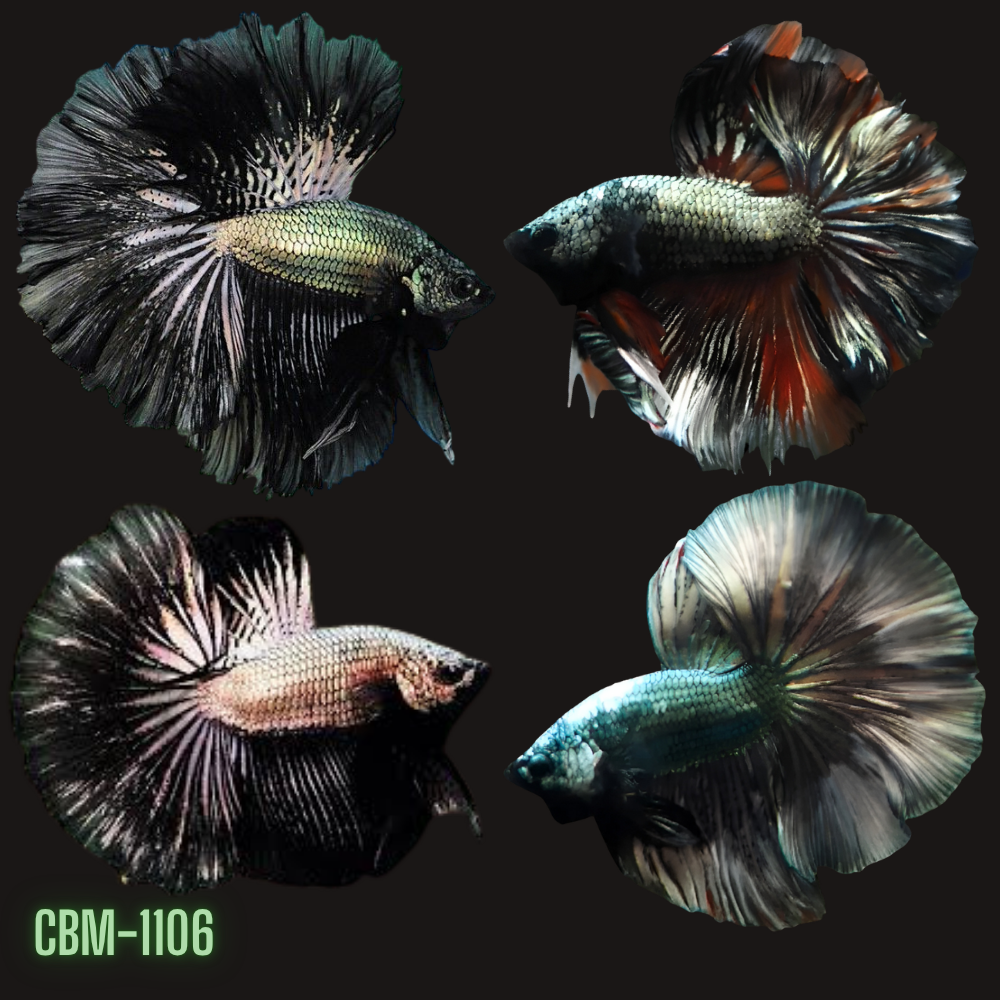 Copper Dragon Mohawk Halfmoon Rosetail Male Betta Our Choice (CBM-1106)
