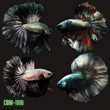 Copper Dragon Mohawk Halfmoon Rosetail Male Betta Our Choice (CBM-1106)
