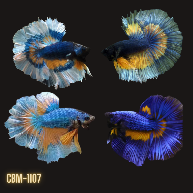 Male Betta Mustard Gas Butterfly Over Halfmoon Rosetail (CBM-1107) Buy 4 get 1 FREE. Mix & Match