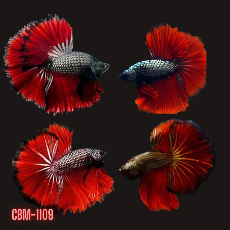 Male Betta Red Devil Over Halfmoon Rosetail (CBM-1109) Buy 4 Get 1 FREE. Mix & Match