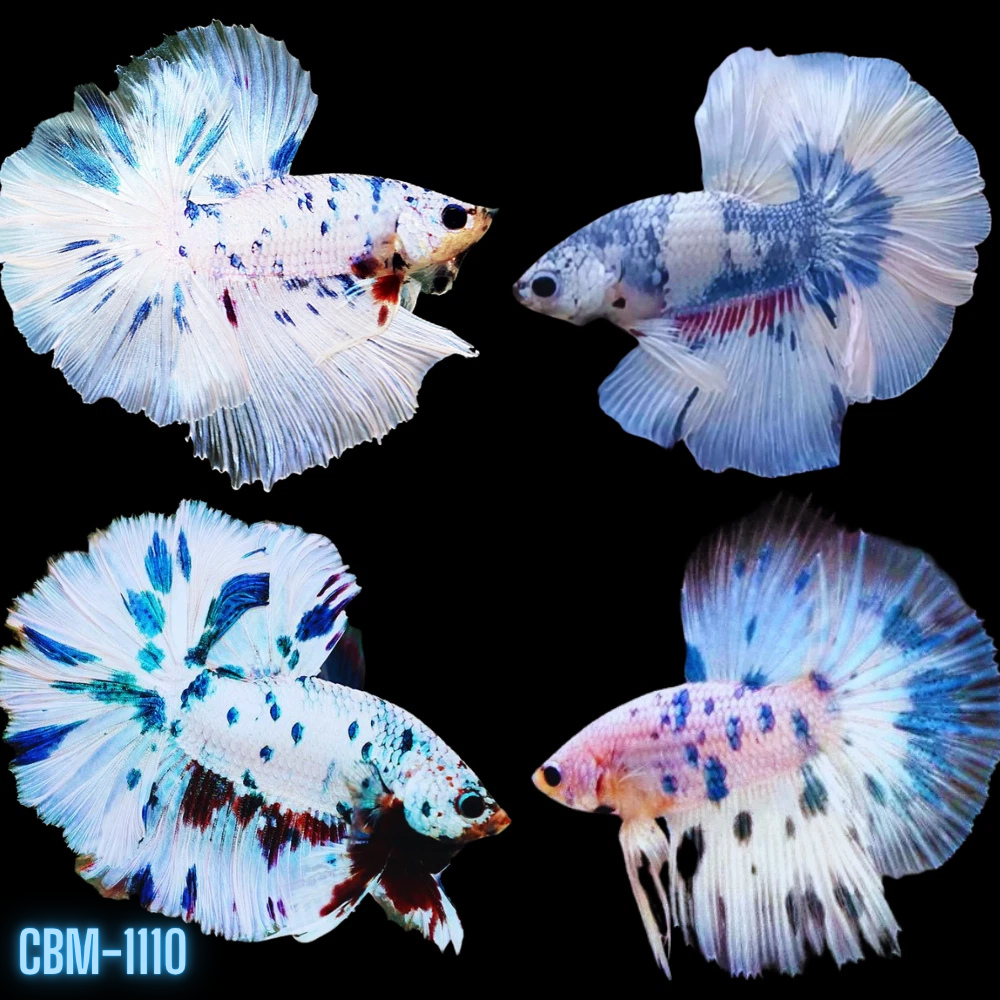 Blue Marble Polkadot Moo Cow Halfmoon Male Betta Our Choice (CBM-1110)