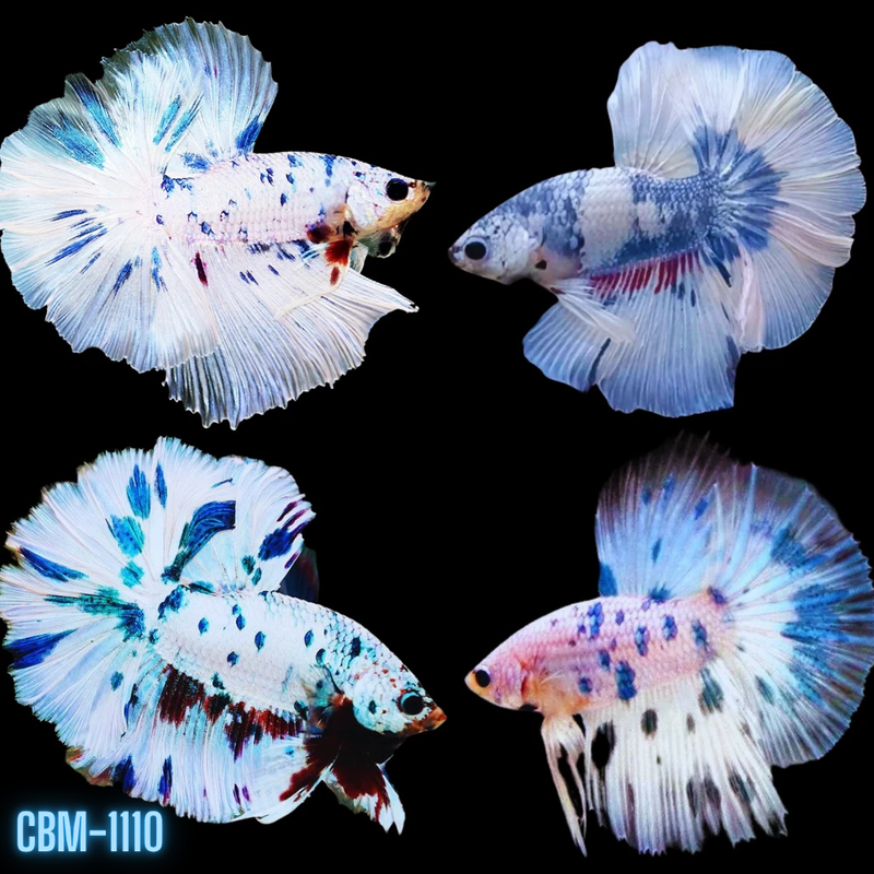 Blue Marble Polkadot Moo Cow Halfmoon Male Betta (CBM-1110) Buy 4 get 1 FREE. Mix & Match