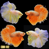 Super Yellow Gold Halfmoon Male Betta Our Choice (CBM-1112)