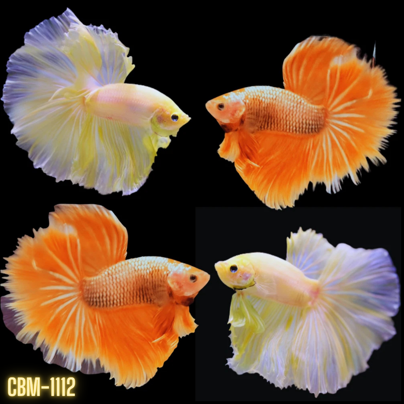 Super Yellow Gold Halfmoon Male Betta (CBM-1112) Buy 4 get 1 FREE. Mix & Match