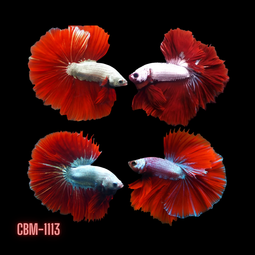 Premium Male Betta Red Dragon & Red Snow Mohawk Halfmoon Rosetail Our Choice (CBM-1113)