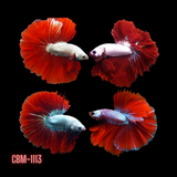Premium Male Betta Red Dragon & Red Snow Mohawk Halfmoon Rosetail Our Choice (CBM-1113)