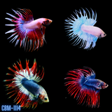 Male Betta Spider Crowntail Fancy Mix Colors Our Choice (CBM-1114)