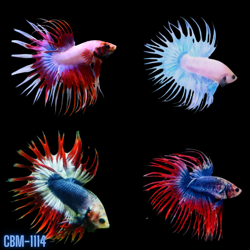 Male Betta Spider Crowntail Fancy Mix Colors (CBM-1114) BUY 4 GET 1 FREE MIX & MATCH