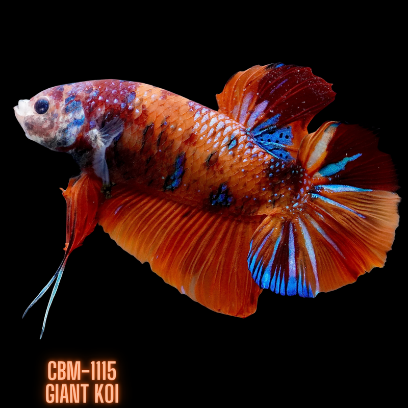 Premium Giant Koi Plakat Male Betta (CBM-1115) BUY 4 GET 1 FREE! MIX & MATCH