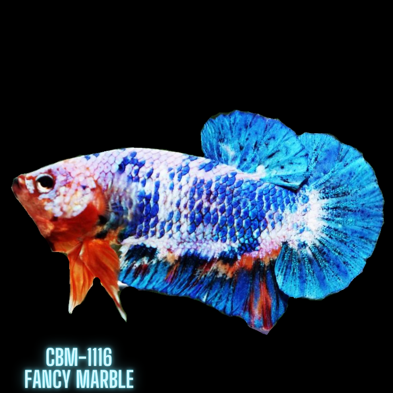 Fancy Marble Male Betta Plakat Giant (CBM-1116) BUY 4 GET 1 FREE! MIX & MATCH
