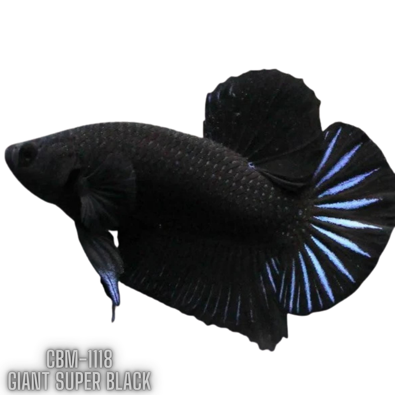 Premium Giant Super Black Plakat Male Betta (CBM-1118) BUY 4 GET 1 FREE! MIX & MATCH
