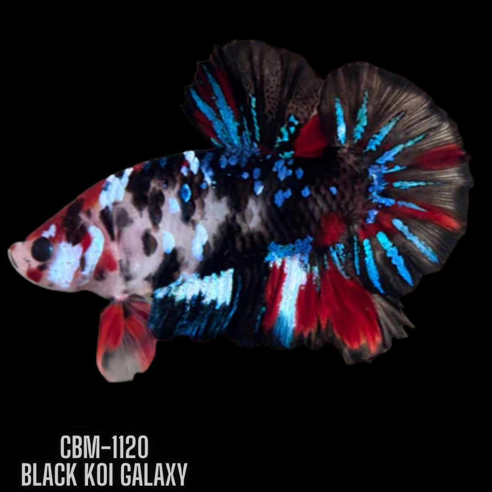 Black Koi Male Betta Plakat Our Choice (CBM-1120)