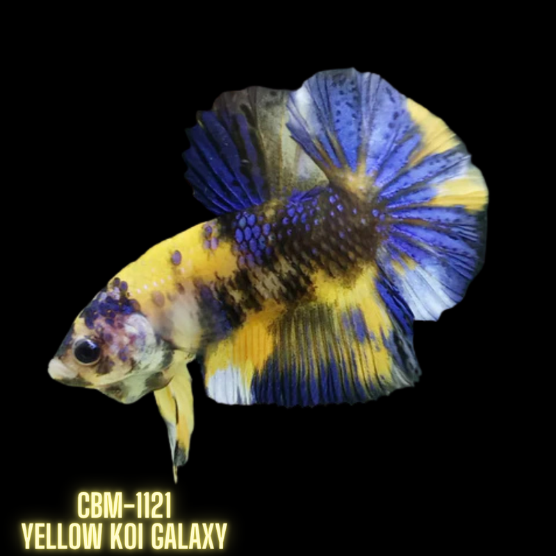 Yellow Galaxy/Fancy Koi Male Plakat Betta (CBM-1121) BUY 4 GET 1 FREE! MIX & MATCH