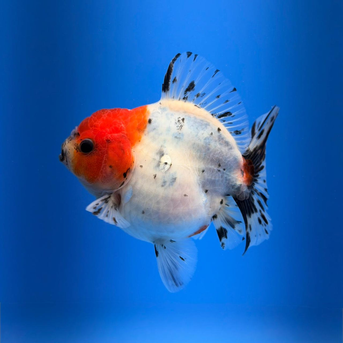 (KP-255) SHOGUN 2.5'' Calico Oranda (TUB15)